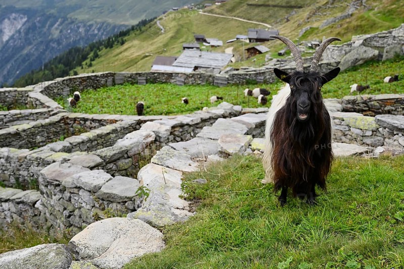 A Valais black-necked domestic goat