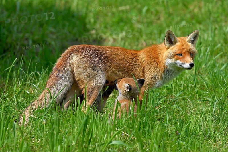 Two red fox