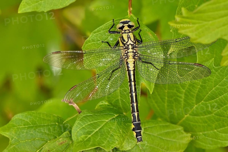 Common club-tail