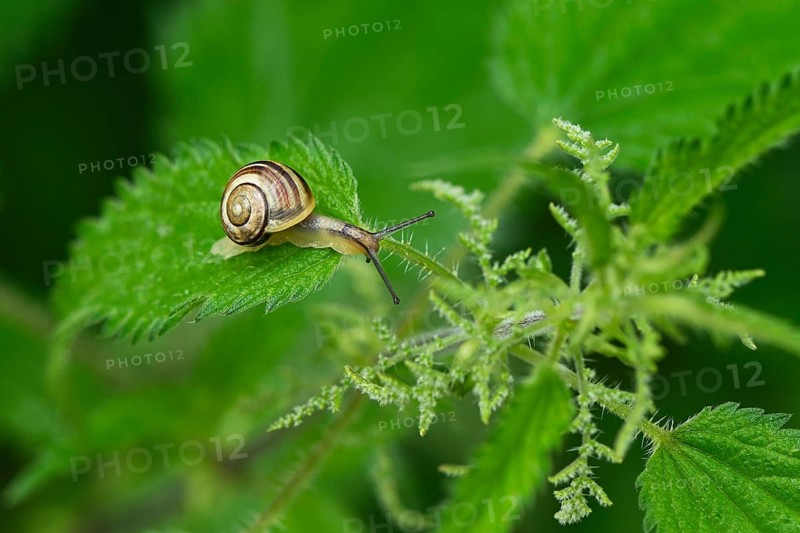 Grove snail