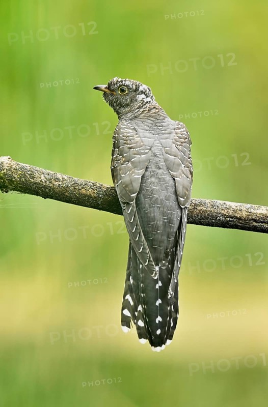 Common cuckoo