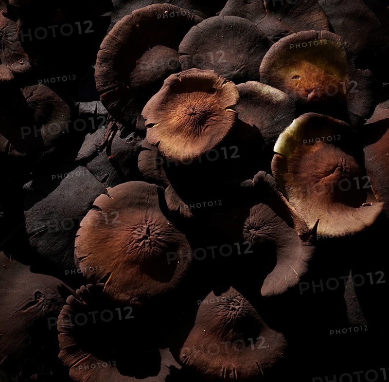 Sulphur tuft