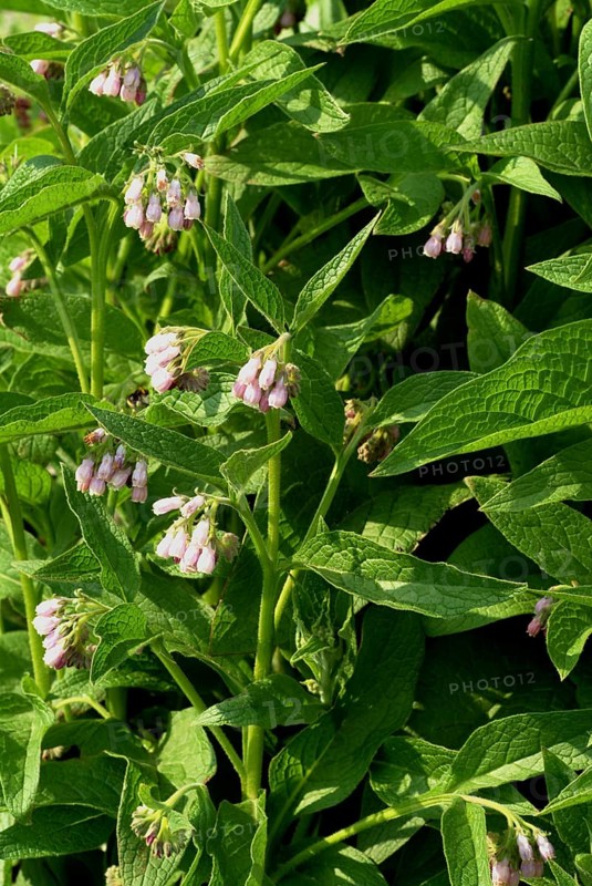 Medicinal plant common comfrey