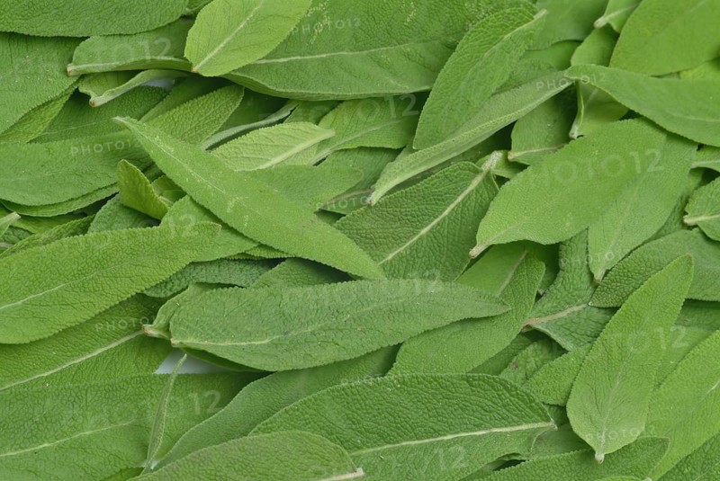Common sage
