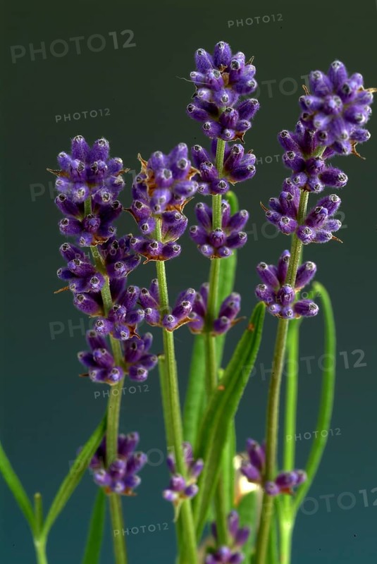 True lavender or narrow-leaved lavender