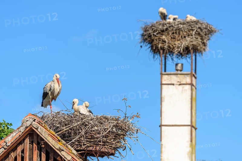 White stork whith chicks on the nest in a village in spring at morning. Alsace