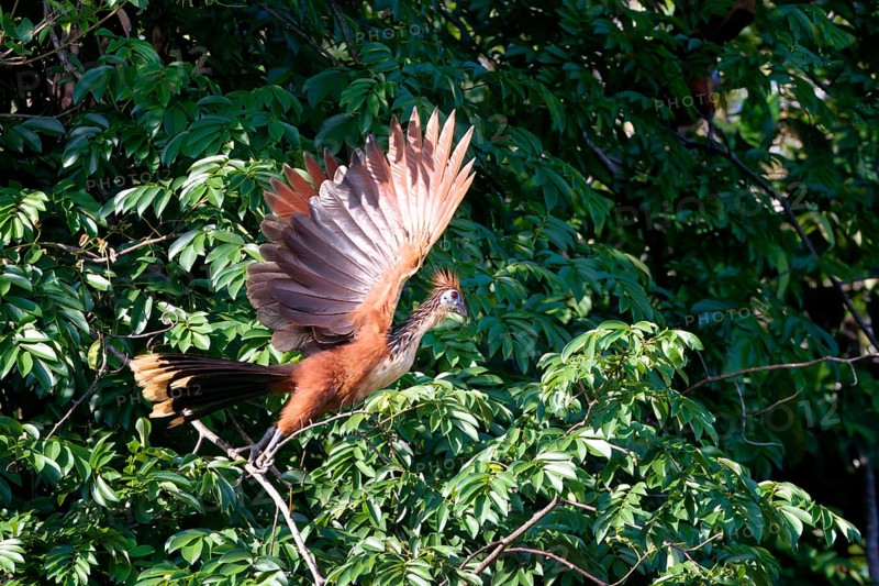 Hoatzin
