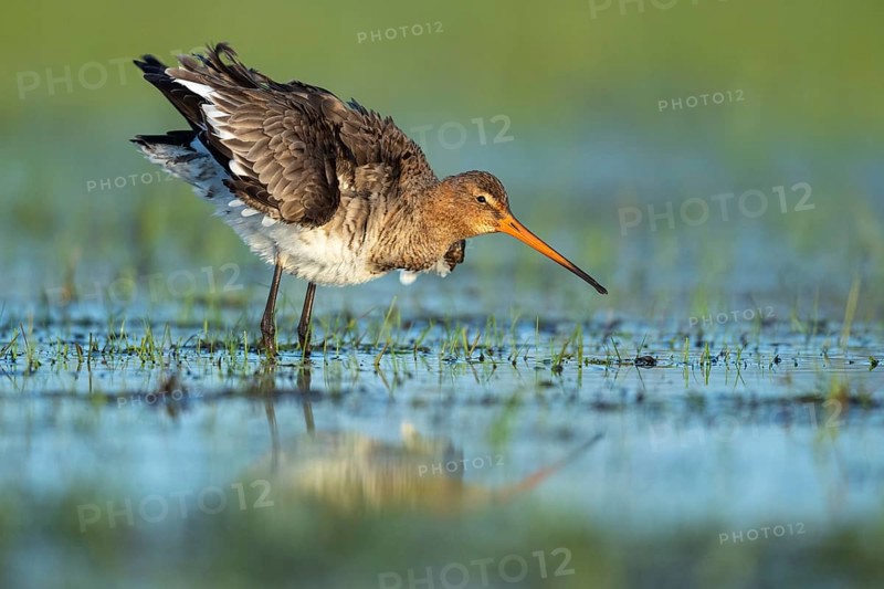 Black-tailed Godwit