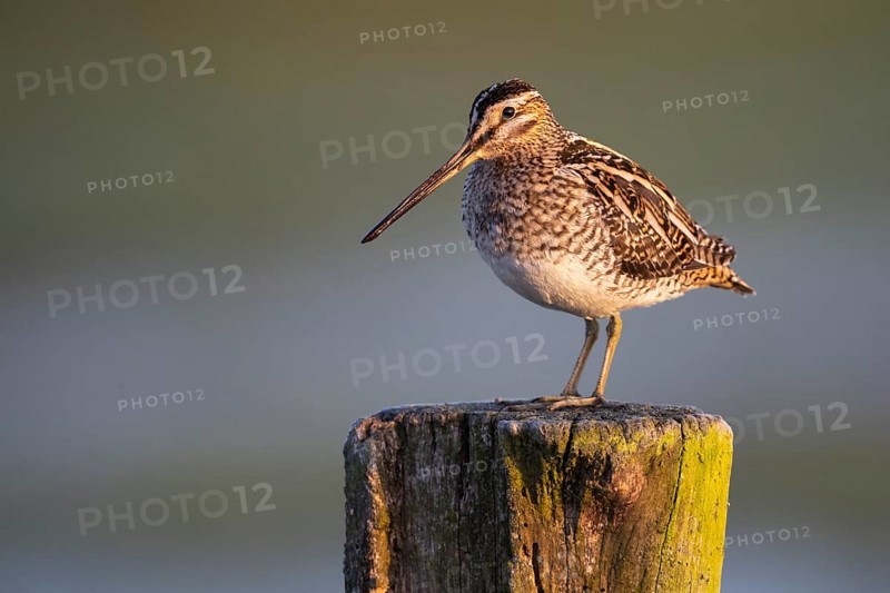 Common Snipe