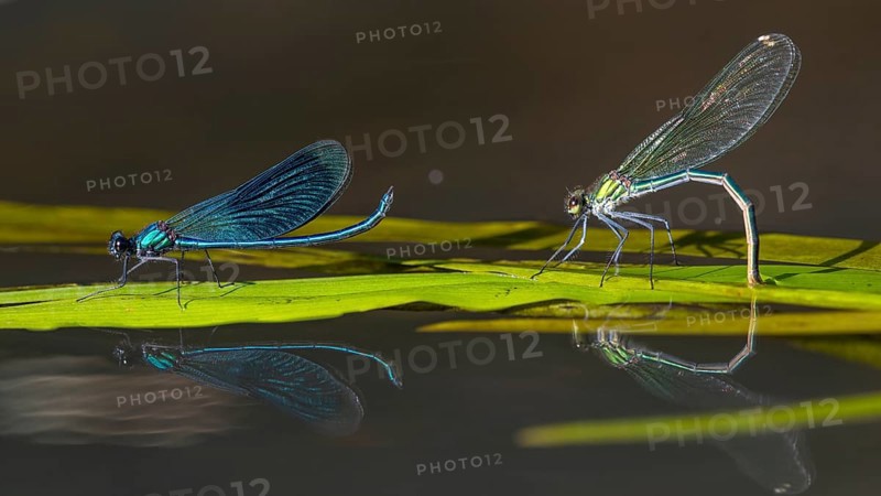 Banded demoiselle