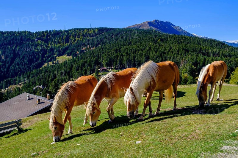 Haflinger