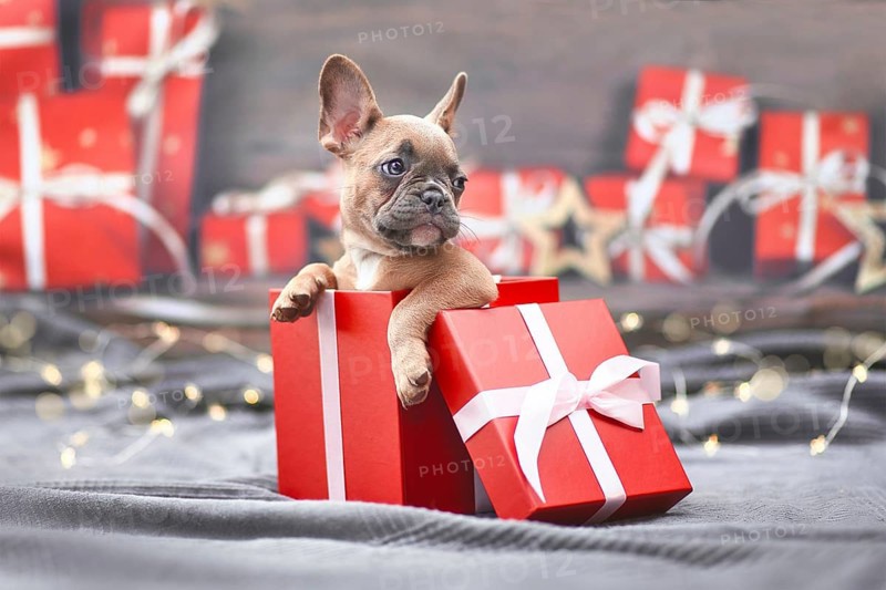 Cute French Bulldog dog puppy peeking out of red Christmas gift box with ribbon surrounded by seasonal decoration