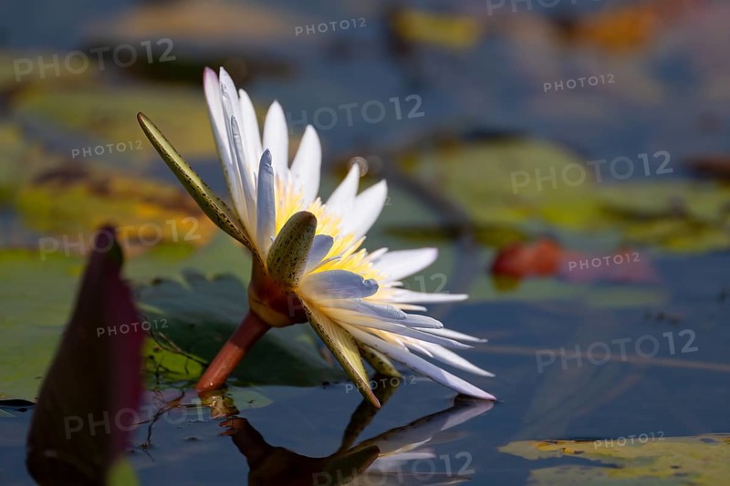 Water lily