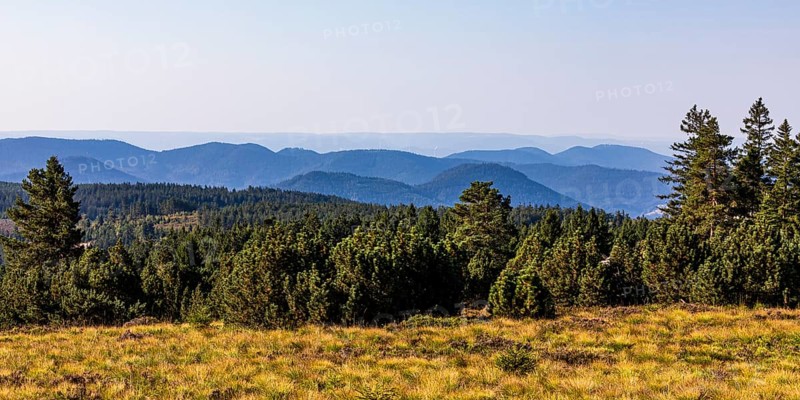 View from Schliffkopf over forest and mountains