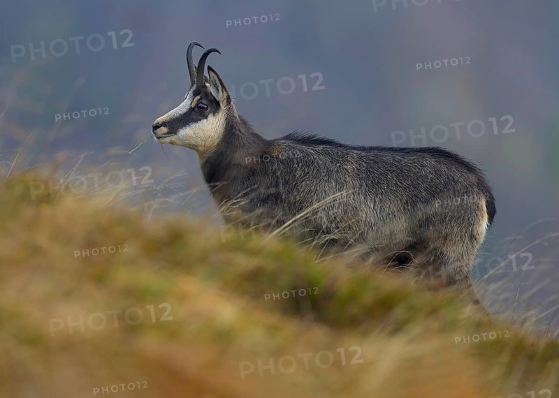 Chamois