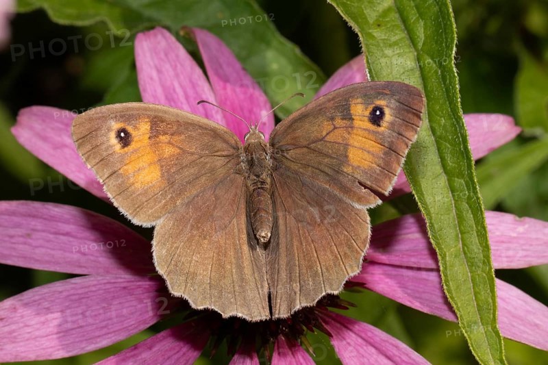 Large bull's eye butterfly with open wings sitting on red flower from behind