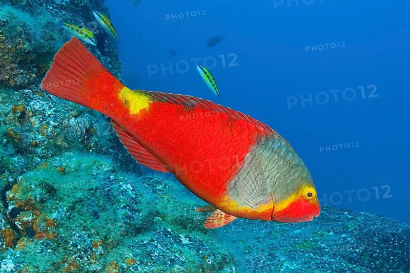 Female mediterranean parrotfish
