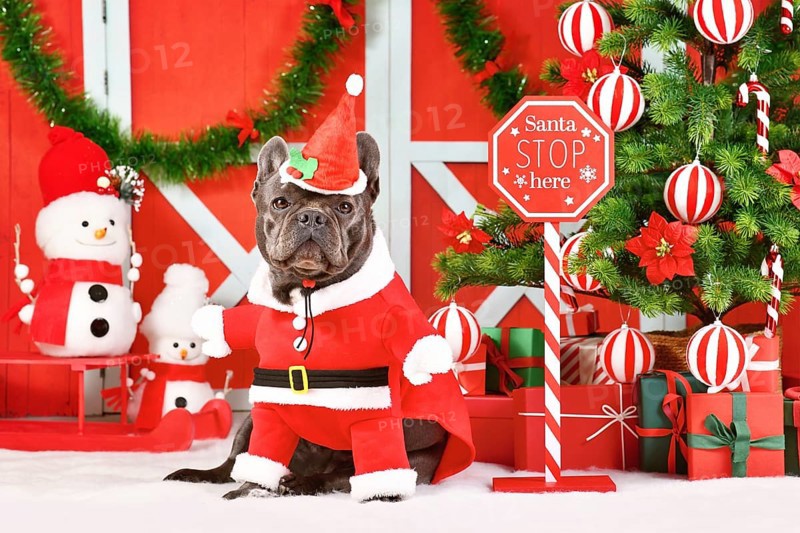 Funny French Bulldog wearing Santa Claus dog costume next to seasonal decorations with Christmas tree