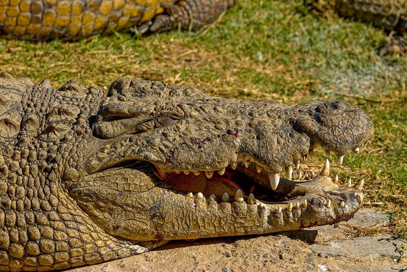 Nile crocodile