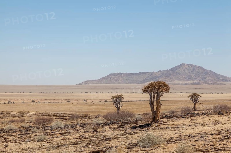 Desert-like landscape with quiver tree