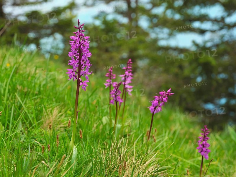 Early purple orchid