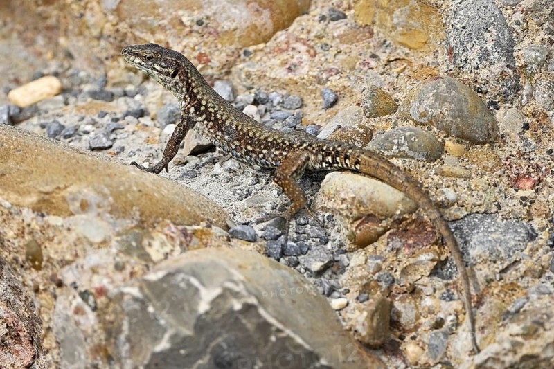 Iberian rock lizard