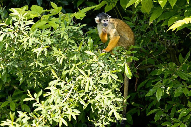 Black-capped squirrel monkey