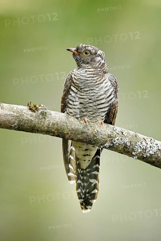 Common cuckoo