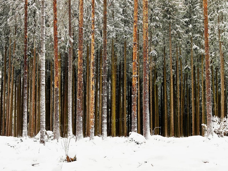 Dead spruce