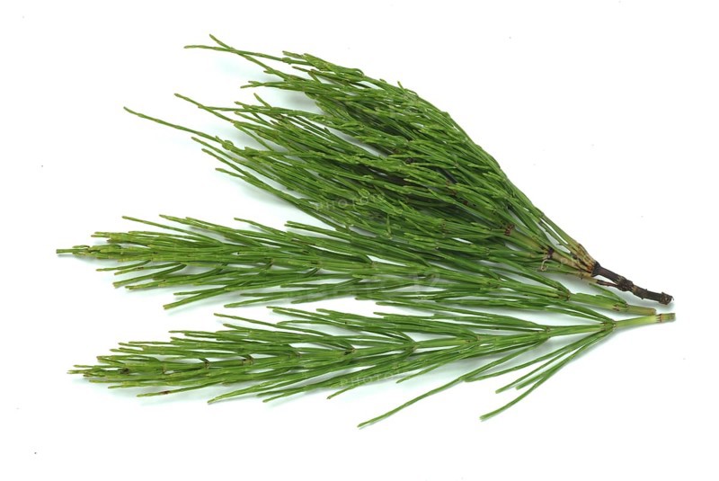 Field horsetail