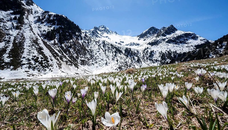 Meadow full of white and purple crocuses