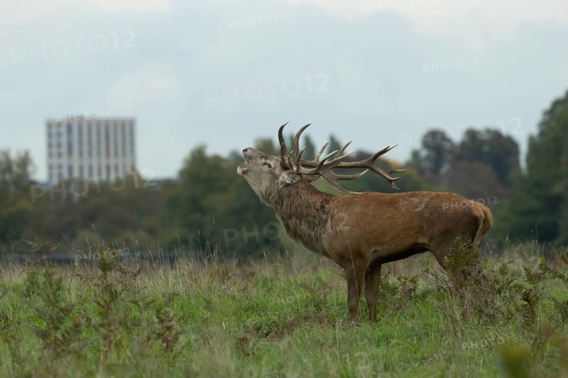 Red deer