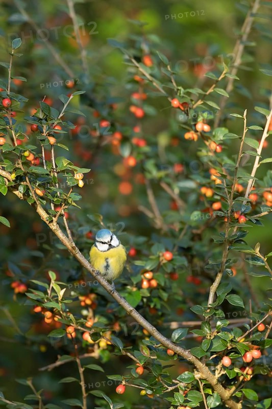 Blue tit