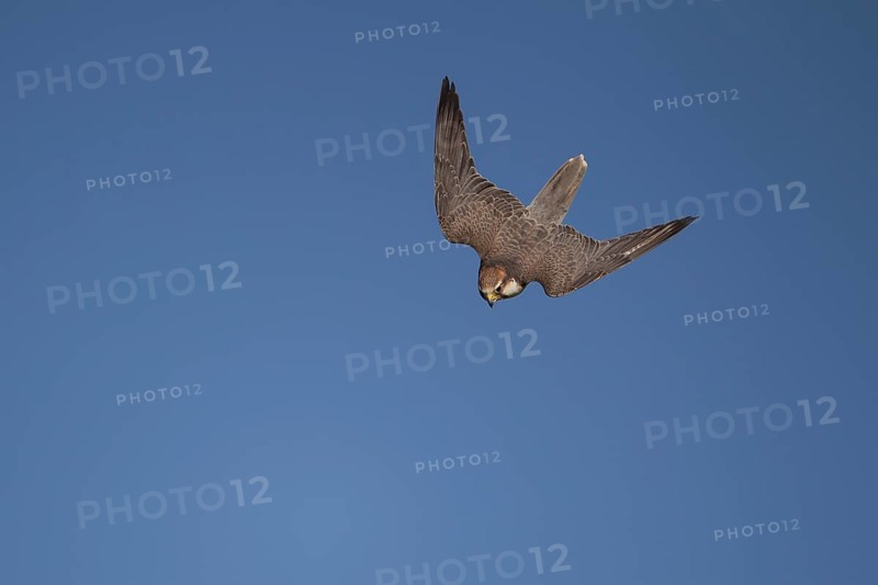 Lanner falcon