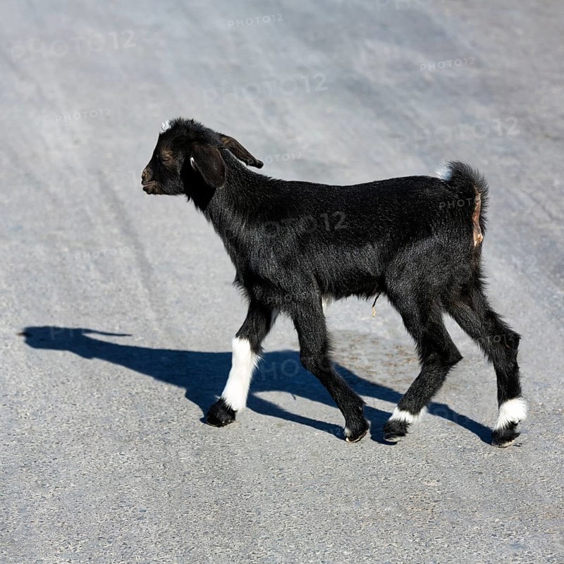 Newborn goatling with umbilical cord