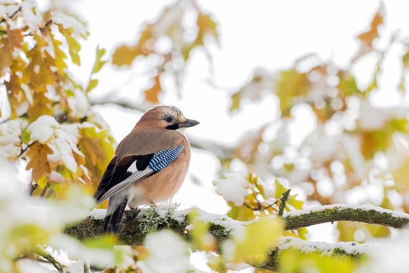 Eurasian jay