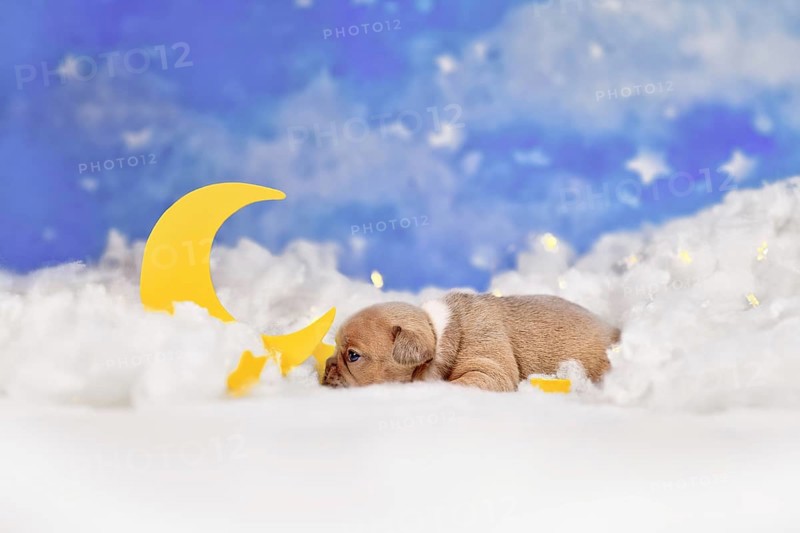 Cute red fawn French Bulldog puppy between fluffy clouds with moon and stars