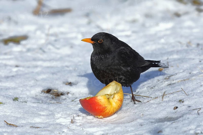 European blackbird