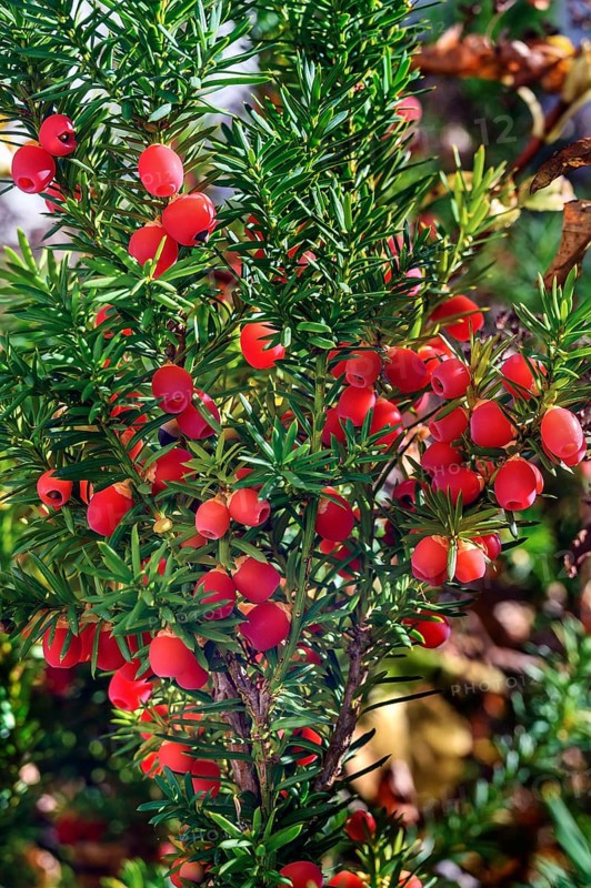 Red berries