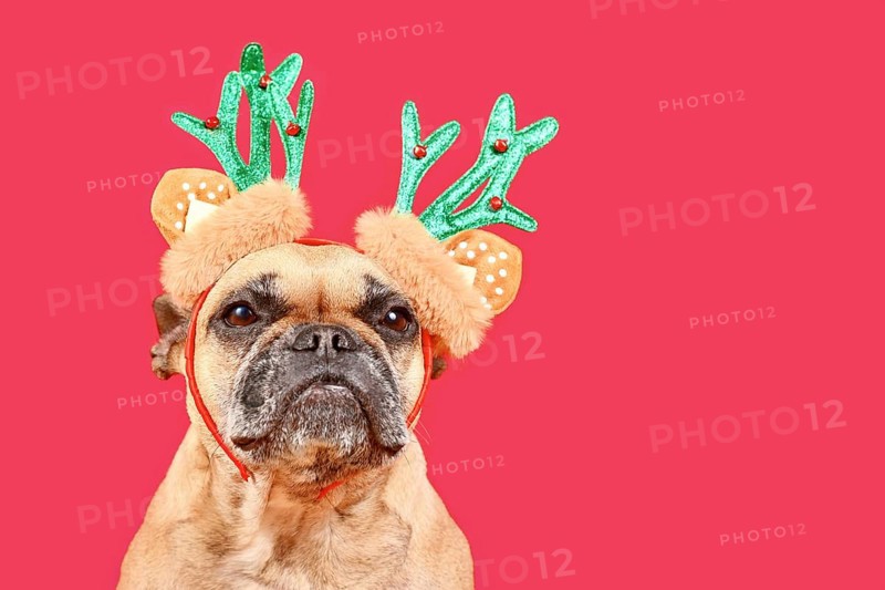 Small French Bulldog dog with Christmas reindeer antler costume headband on pink background with copy space