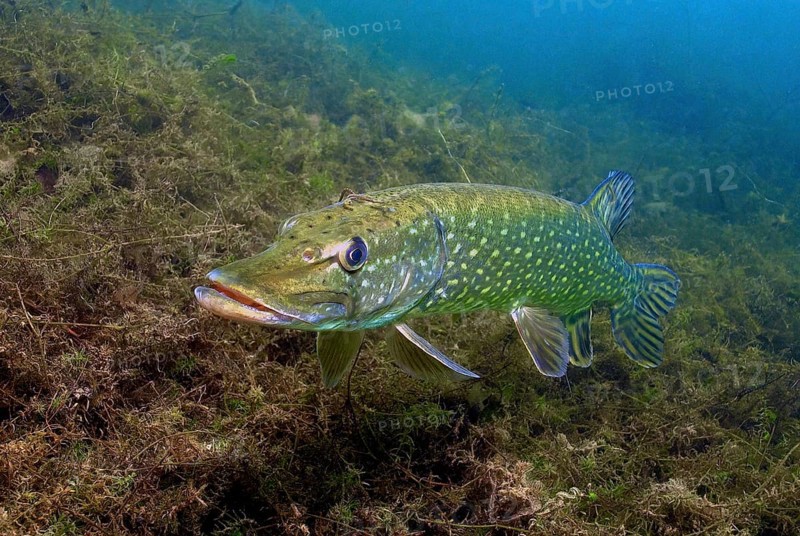 Adult pike