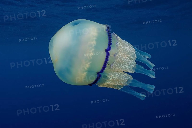 Barrel jellyfish
