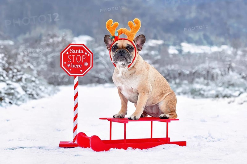 French Bulldogd dog with reindeer costume antlers sitting on sledge in winter landscape