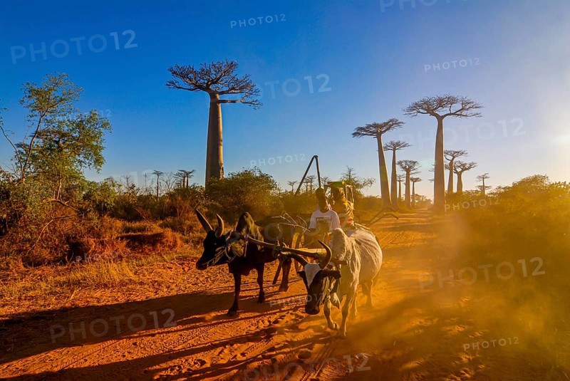 Ox cart at the Avenue de Baobabs near Morondavia
