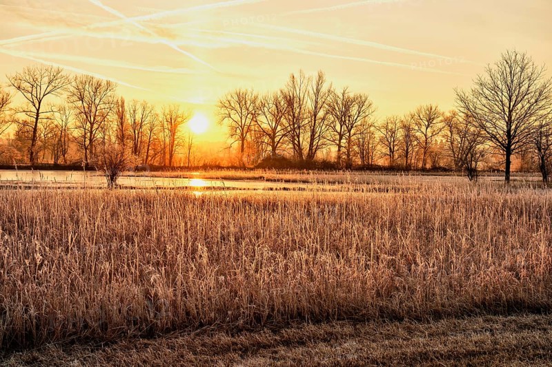 Sunrise over reed belt in Reussspitz nature reserve