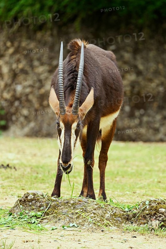 Sable antilope