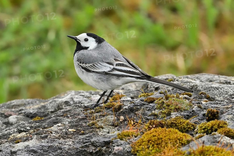 White wagtail