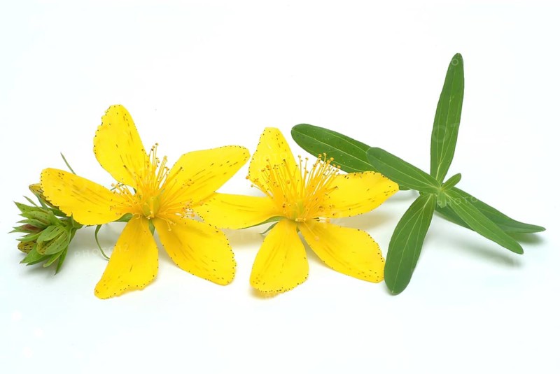 Medicinal plant St. John's wort