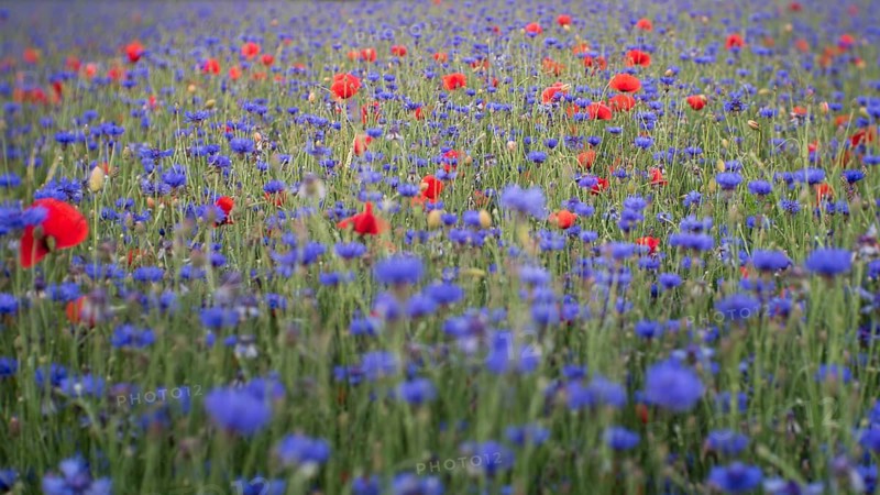 Colorful meadow with poppies and cornflowers