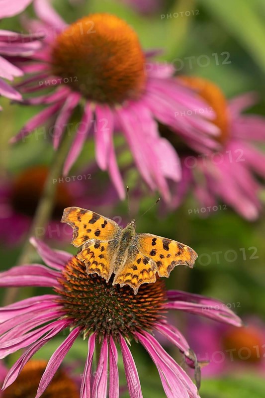 Comma